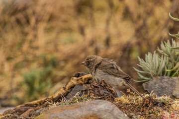 Brown-rumped seedeater (Crithagra tristriata) in Simien mountains, Ethiopia