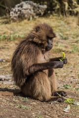 Gelada monkey (Theropithecus gelada) in Simien mountains, Ethiopia