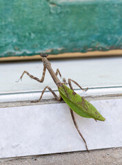 praying mantis close up