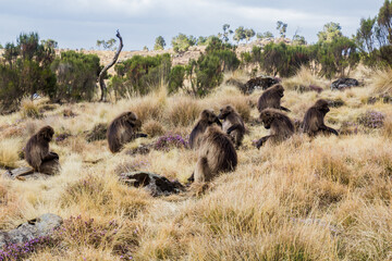 Gelada monkeys (Theropithecus gelada) in Simien mountains, Ethiopia