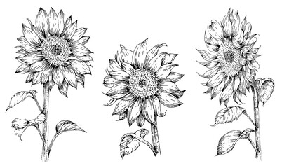 set of hand drawn sunflower illustrations in engraved style, isolated on white background