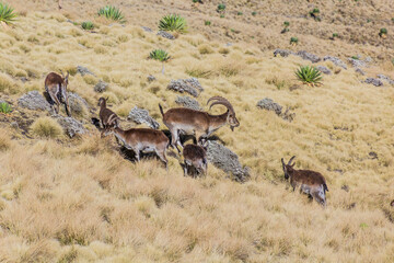 Walia ibexes (Capra walie) in Simien mountains, Ethiopia - obrazy, fototapety, plakaty