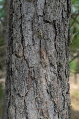 Fototapeta premium closeup of the bark of a tree