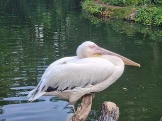 Pelican waiting eagerly for its prey