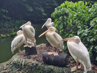 Group of Pelicans standing in attention eagerly waiting for food