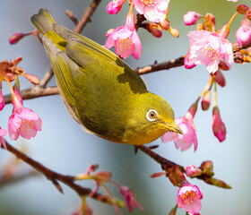 寒緋桜にメジロ