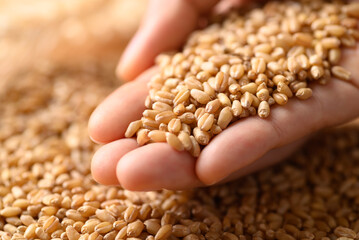 Whole wheat grain in hand, Food ingredients - obrazy, fototapety, plakaty