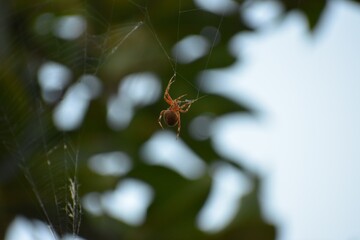 Spider that is brown