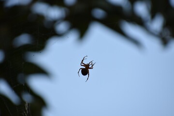 Spider silhouetted against sky with leaves in silhouette 