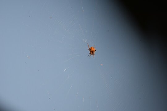 Spider that is brown against sky with web 2 