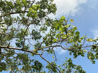 branch tree in nature garden