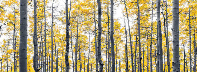 Panoramic fall landscape of aspen tree forest with yellow leaves against white sky background in...