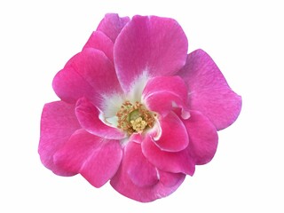 pink rose flower on white background