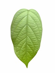 green ivy leaf on white background