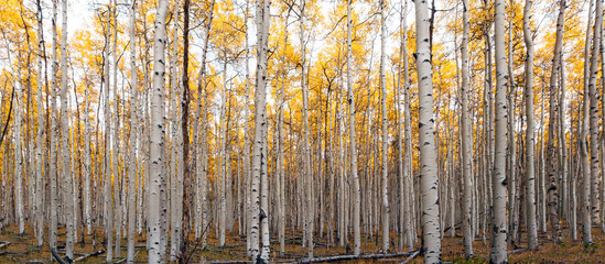 Thick forest of yellow aspen trees during the peak fall foliage season in Colorado