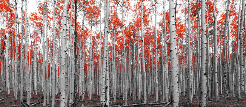 Thick forest of red trees in black and white mountain landscape scene