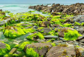 Vibrant green sea moss covered rocks at low tide,in seawater puddles,Dollar Cove,Gunwalloe,...
