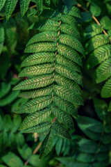 Close-up of fresh green fern leaves outdoors in summer