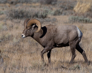 Bighorn Sheep