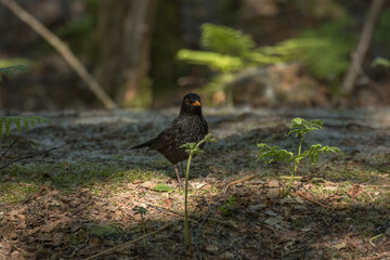 Black Bird of the Wood