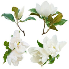 Magnolia Flowers on White Background