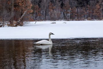Swan on a cold winter day swimming and eating 