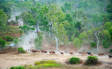 Cattle mustering on the flood plains near the gulf of Carpentaria North Queensland, Australia.