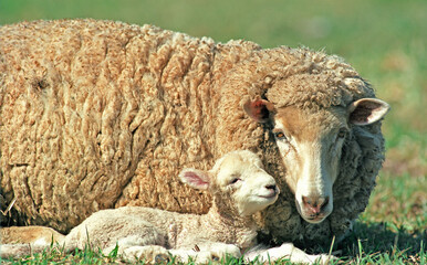 sheep with baby lamb in western New South Wales, Australia.