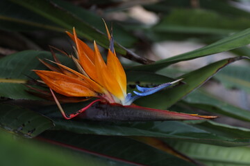 Obraz premium Close Up of Beautiful Bird of Paradise Flower