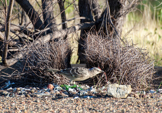 Great bowerbird at a nest in  North Queensland, Australia.