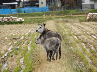 二ホンカモシカの親子