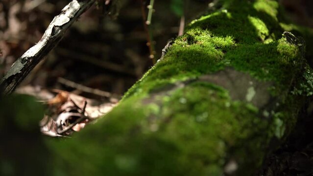 Moss on a Log in the Woods With Sunlight