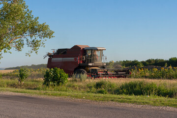 Fototapeta premium Harvesting. Harvest in the countryside. The combine mows the grain. Old machines. Cultivation of grain. Agricultural machinery in operation.