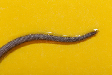 The tail of a mouse in a sticky mousetrap. The destruction of rodents. Death from sticking.