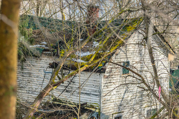 Abandoned home broken down with tree on its roof.