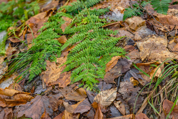 textured pattern design nature ground design background, 