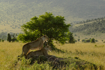 lions in the savannah