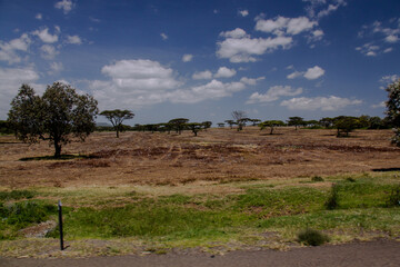 savanna landscape with trees