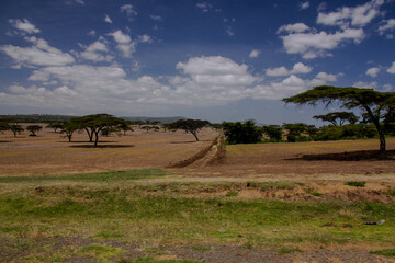 landscape with trees and road in savanna