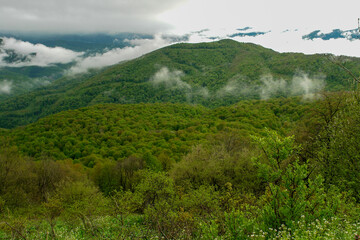 landscape with trees and clouds
