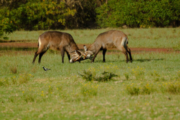 two butting antelopes