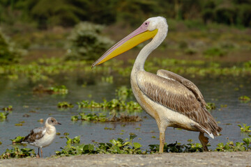 Fototapeta na wymiar white pelican