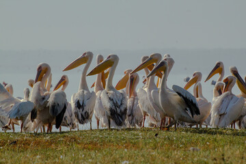 flock of pelicans