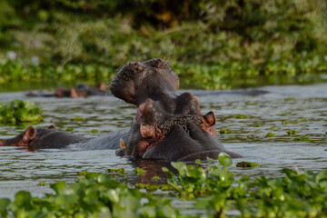 hippopotamus in water with open mouth