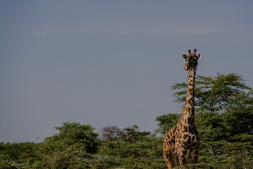 giraffe in the wild