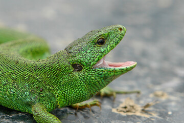 Naklejka na ściany i meble green lizard with open mouth