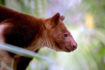 this is a side view of a tree kangaroo