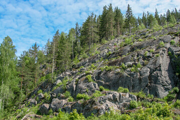 trees in the mountains