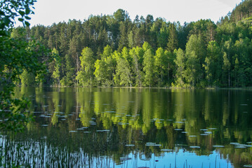 reflection of trees in water