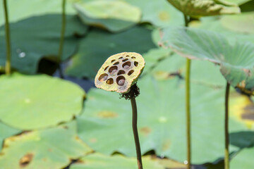 lotus seeds